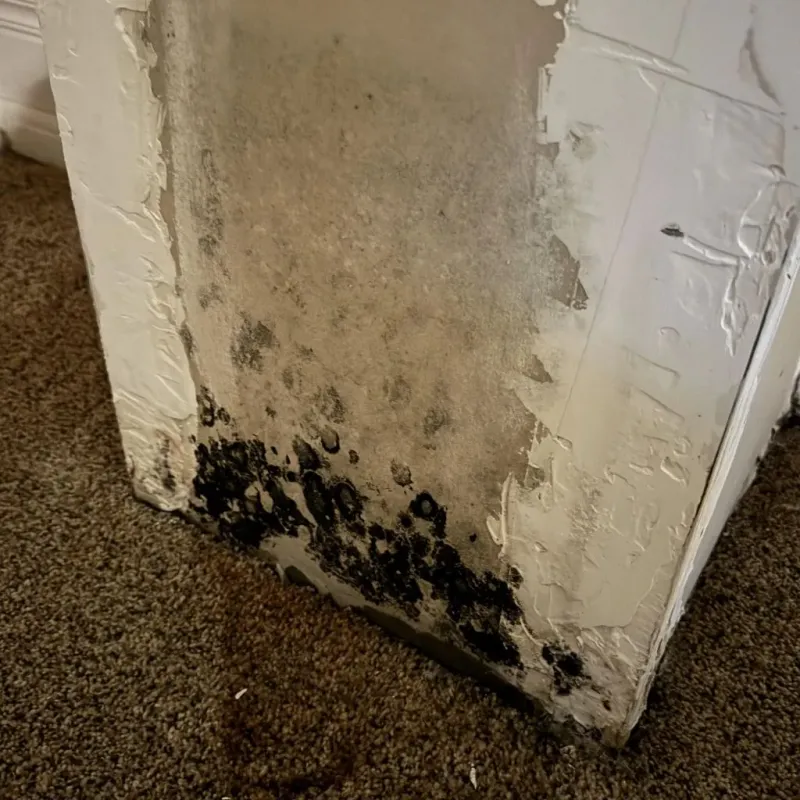 Professional Mold Removal in Westville, IN